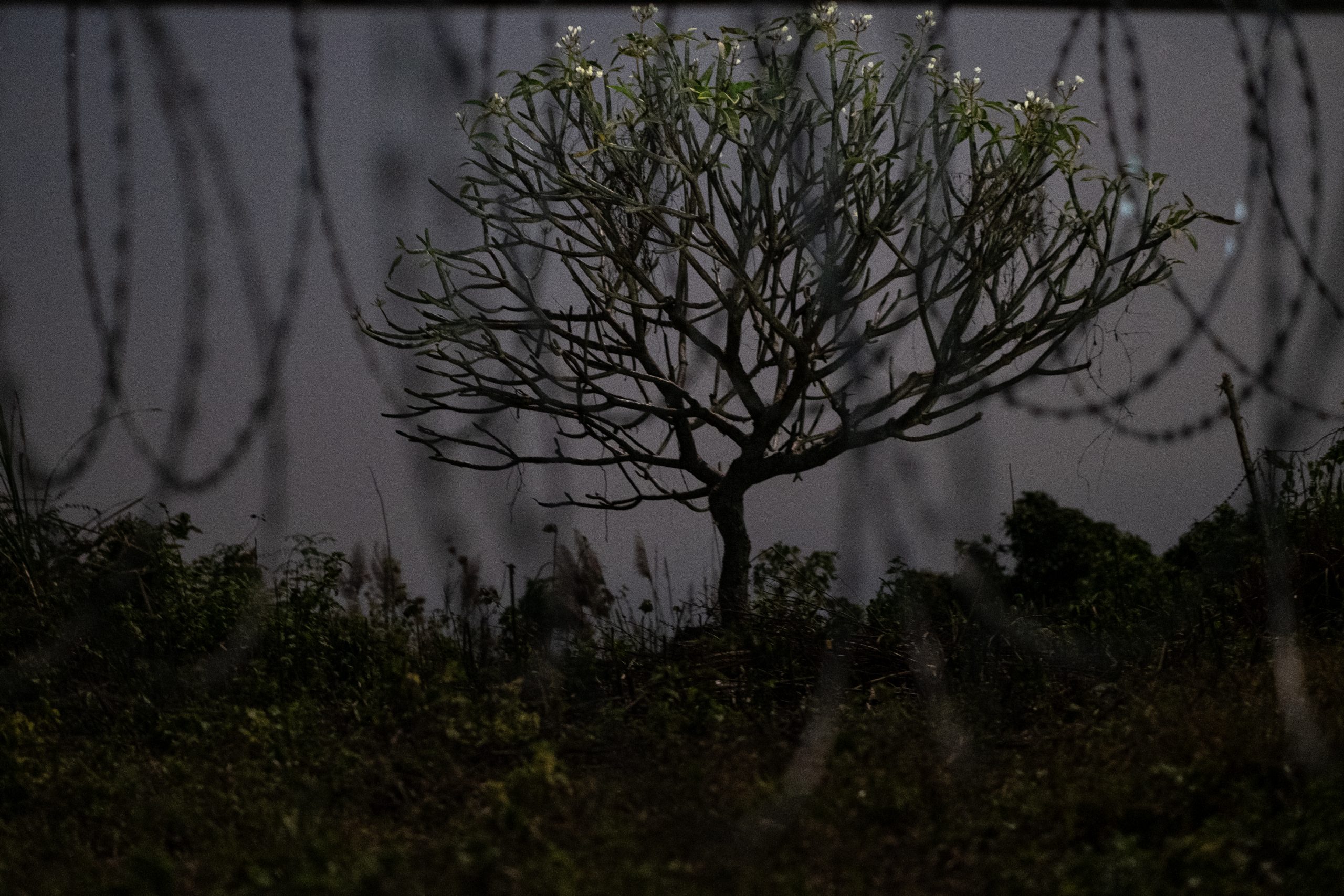 A tree stands alone behind barbed wire on the Sajek military helipad, land where Indigenous people were displaced for tourism.